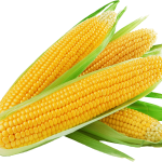 Sweet corn